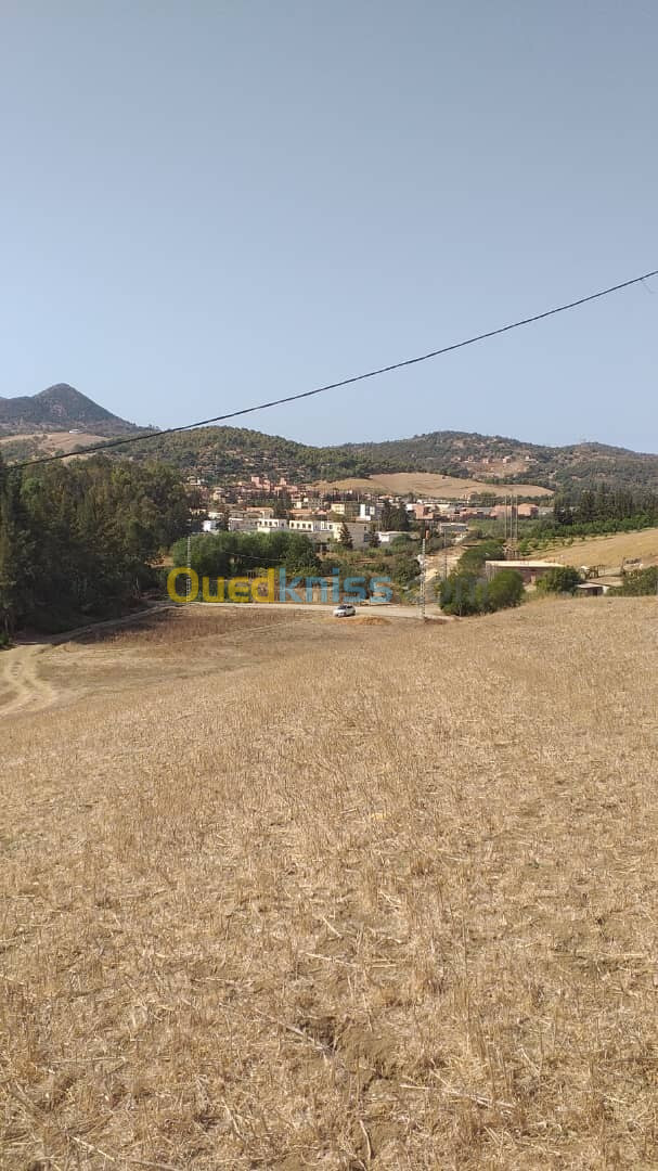 Vente Terrain Agricole Tipaza Sidi amar