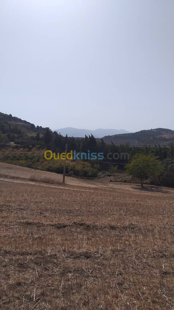 Vente Terrain Agricole Tipaza Sidi amar