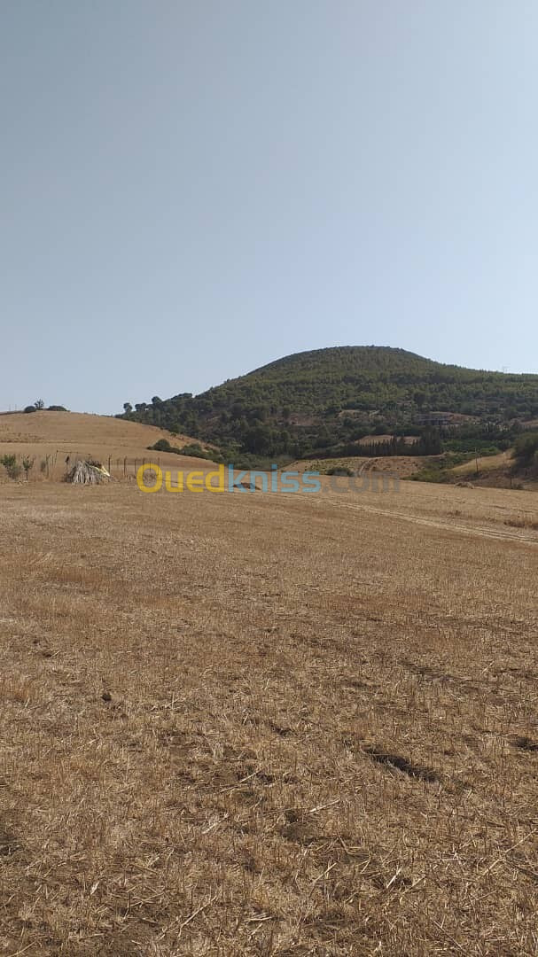 Vente Terrain Agricole Tipaza Sidi amar