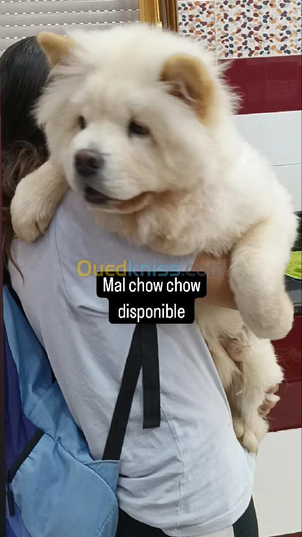 Chow chow