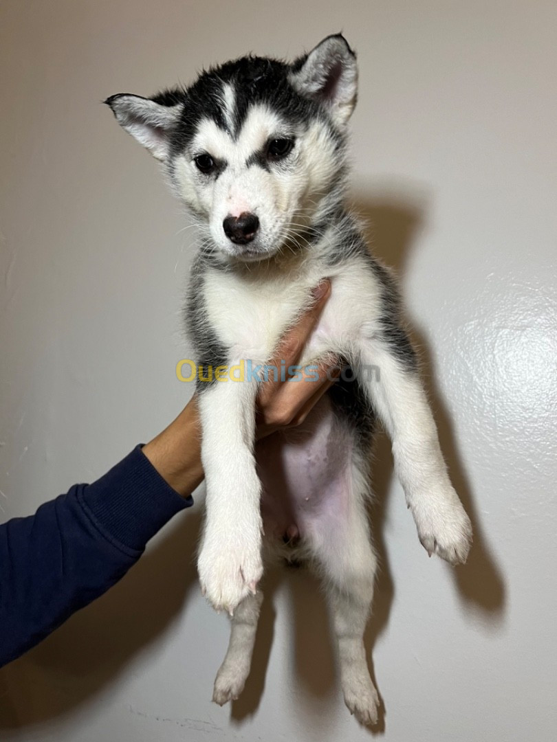 Chiots husky sebirien 