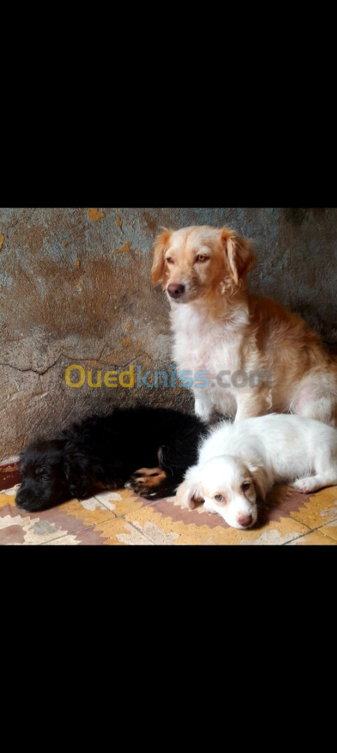 Chienne chiwawa avec ces deux petits chiens Mâle et femelle 2 moi 