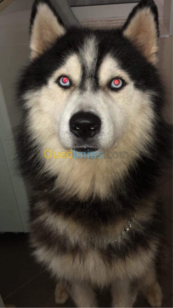 Mal husky malamute 13 mois à vendre 