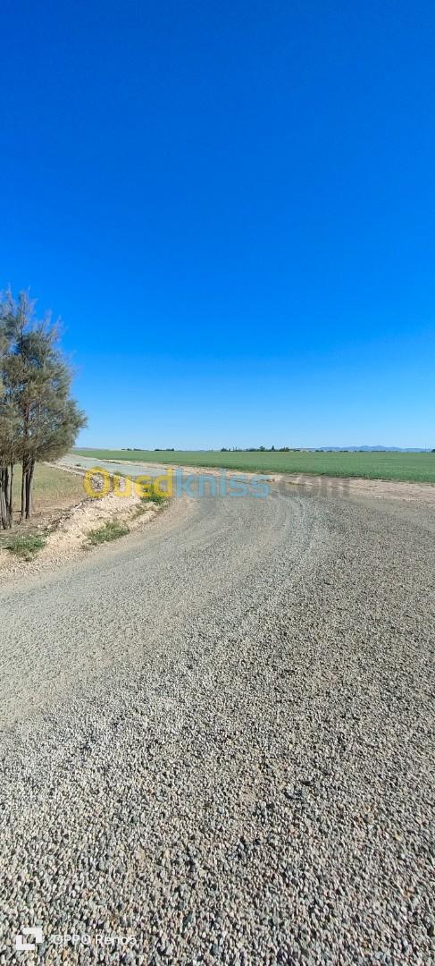 Vente Terrain Agricole Tiaret Hamadia