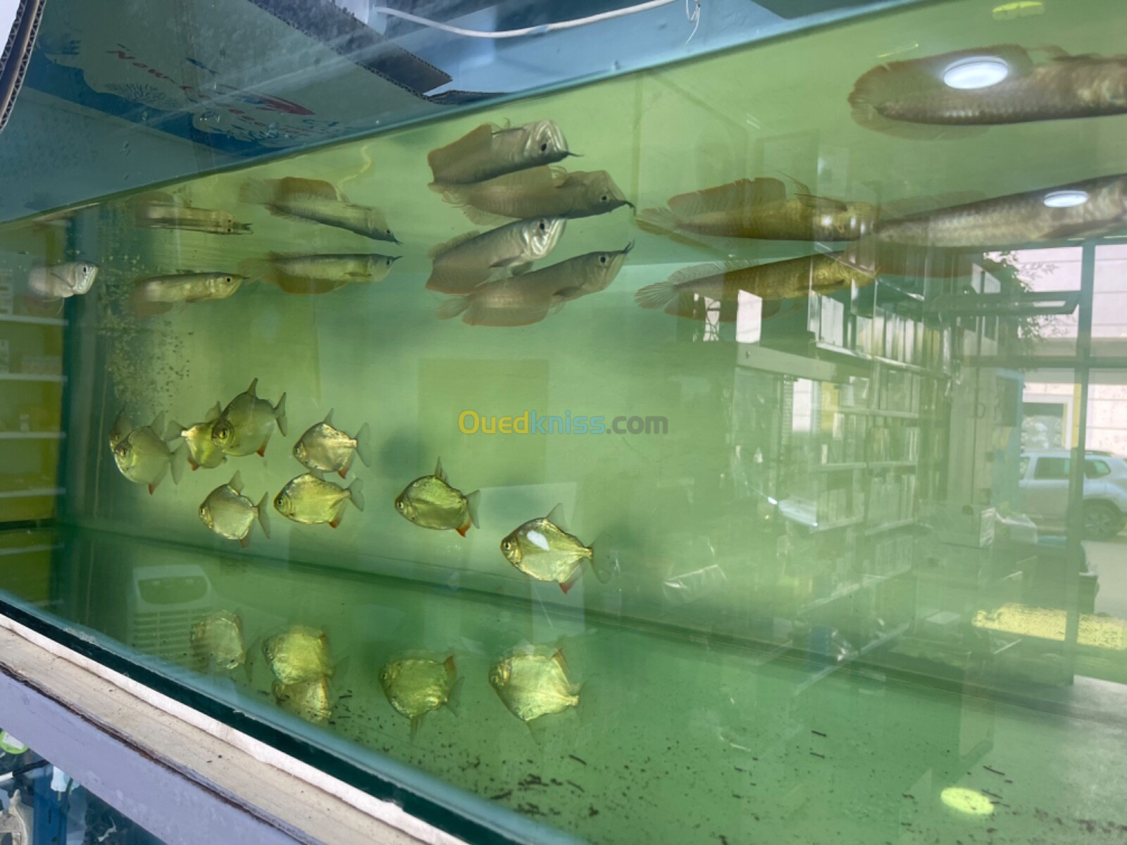 Poisson aquarium 