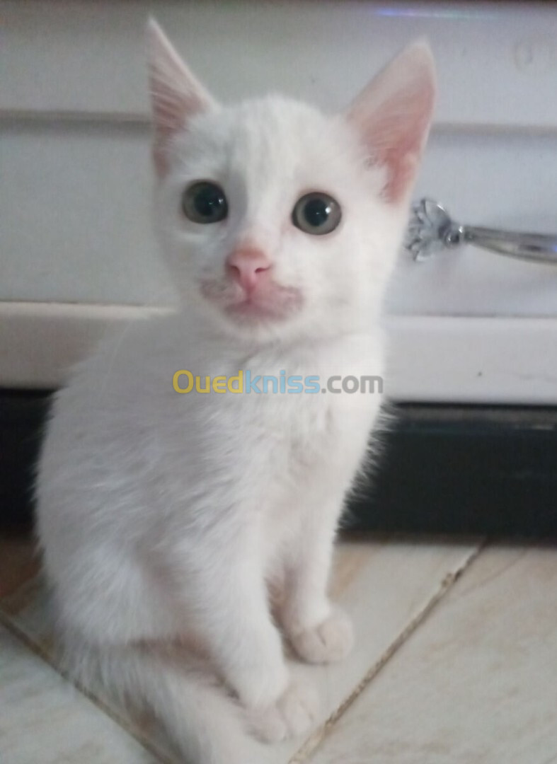 Chat angora Turk blanche 2,5 mois femelle aux yeux verts 