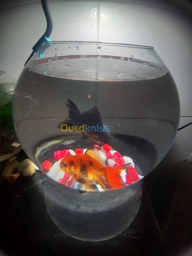 Aquabocal avec 2 Poisson et néant 