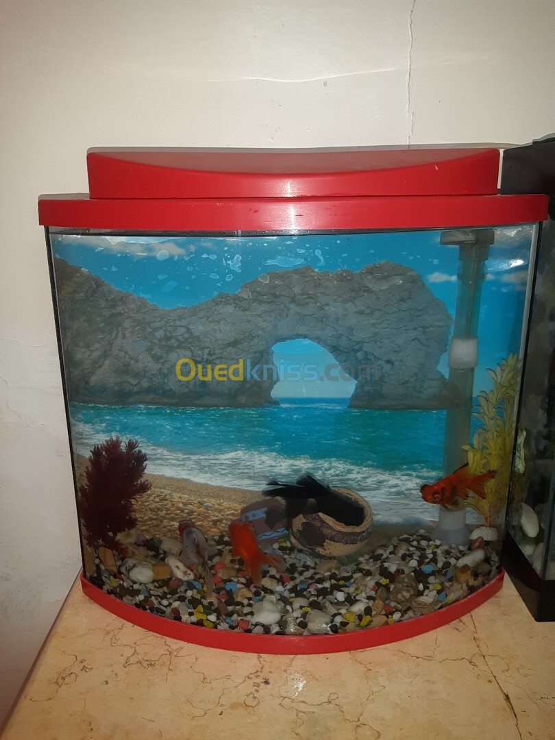 Aquarium 40 litres Façade bombée, avec Poissons et accessoires complet 