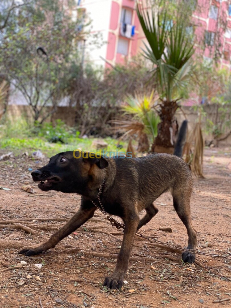 Malinois charbonnier 