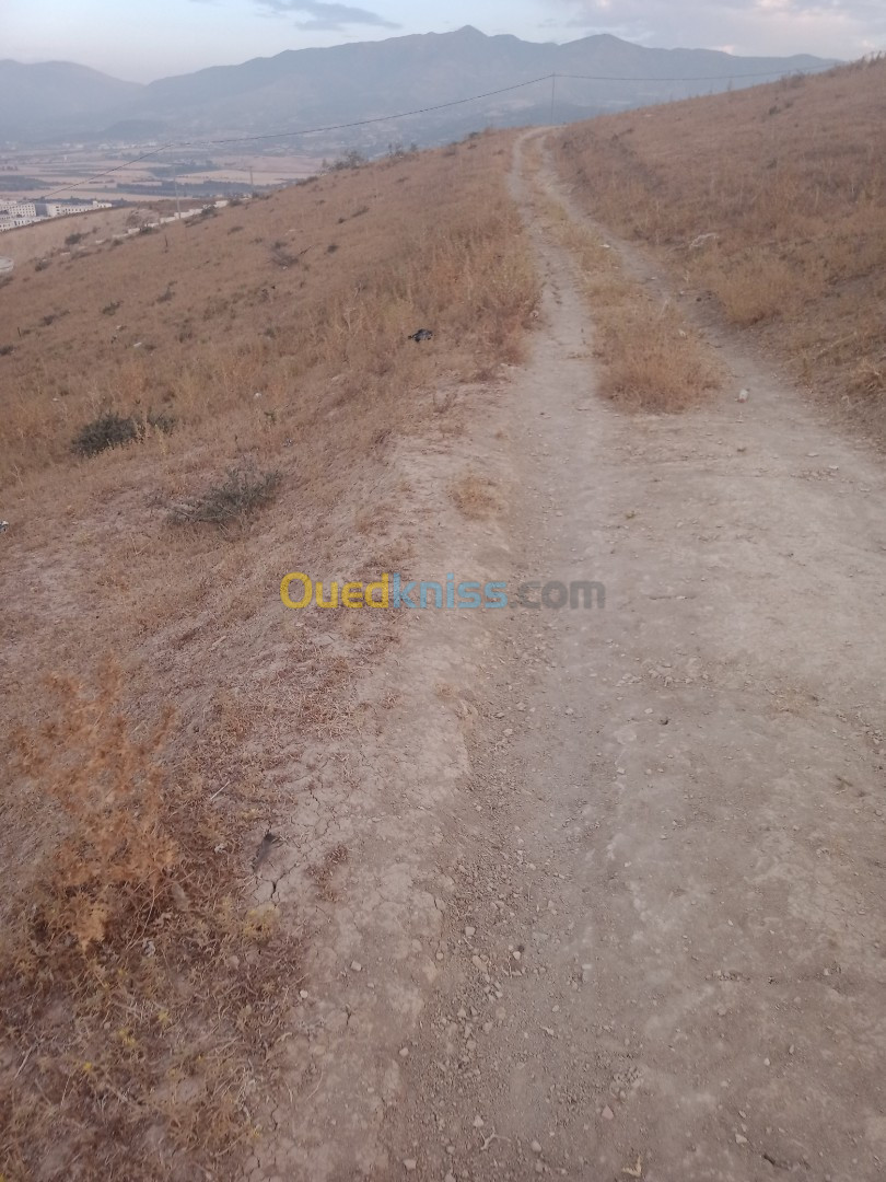 Vente Terrain Blida El affroun