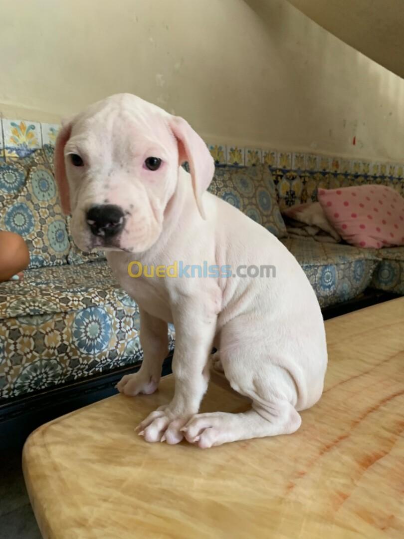 Vente chiot dog argentin 