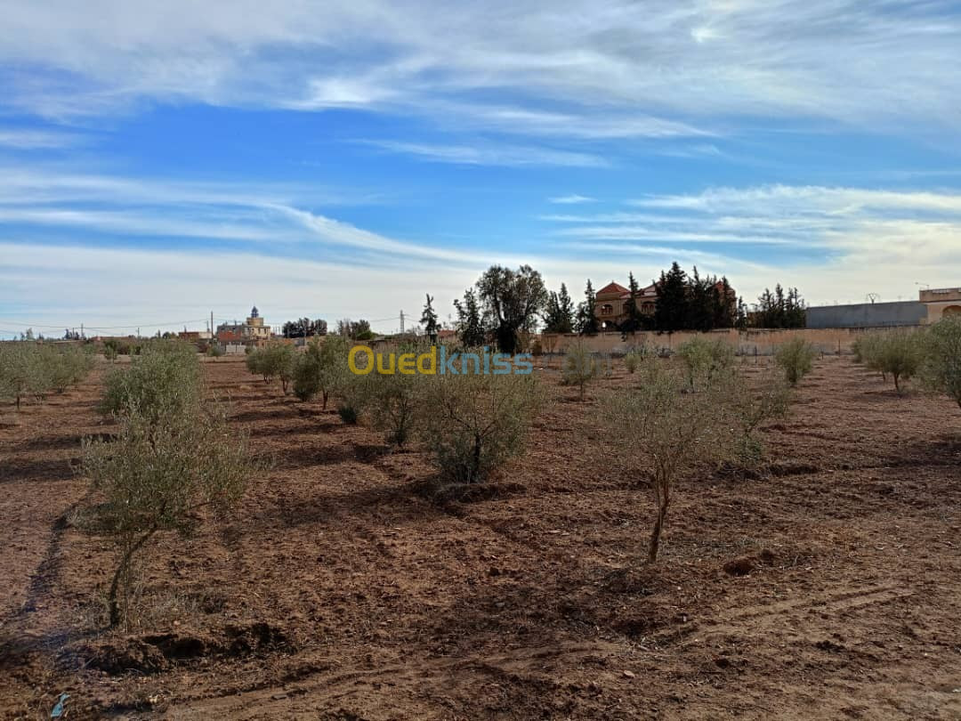 Vente Terrain Sidi Bel Abbès Sidi bel abbes