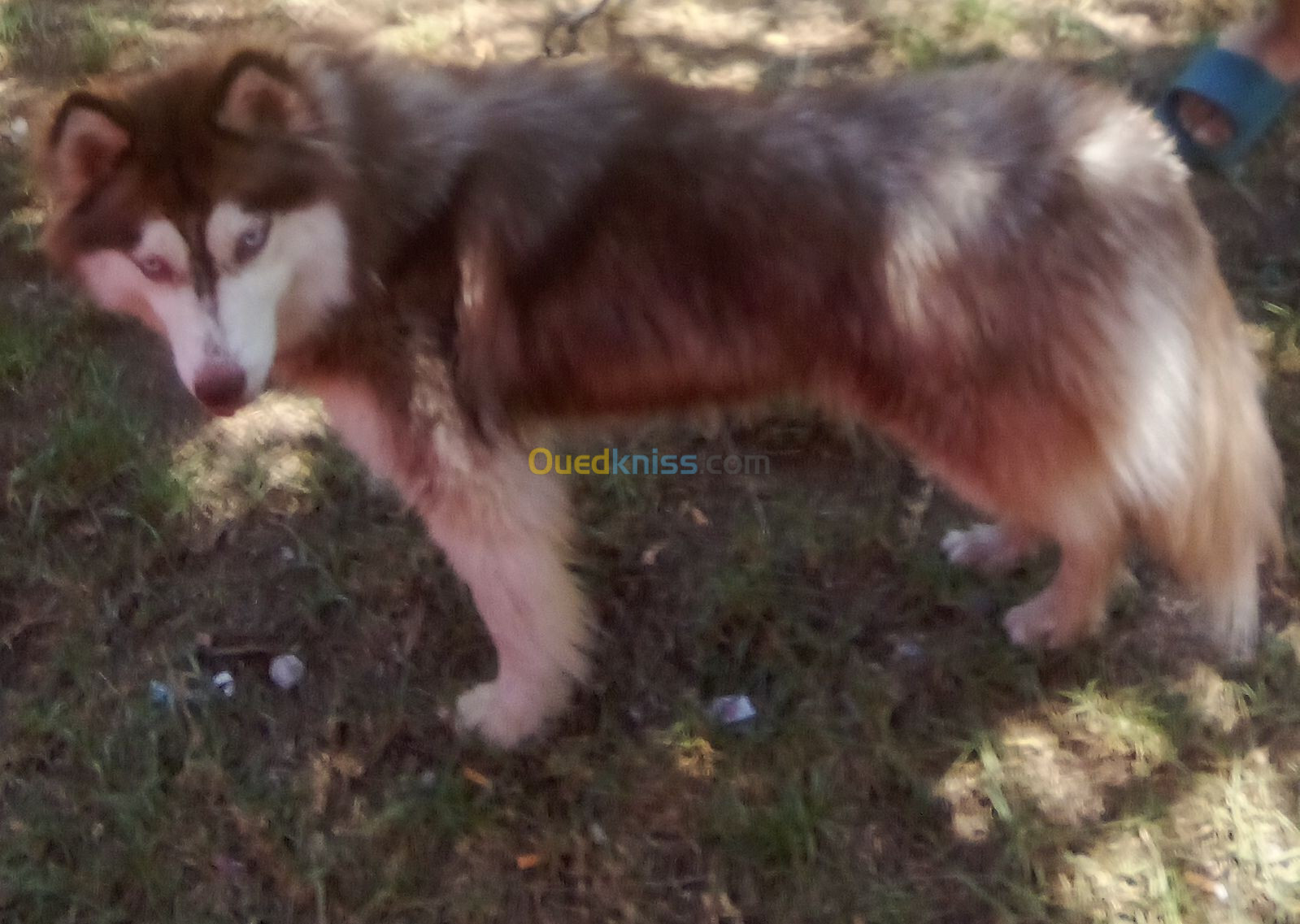 Chien femelle husky 16 mois