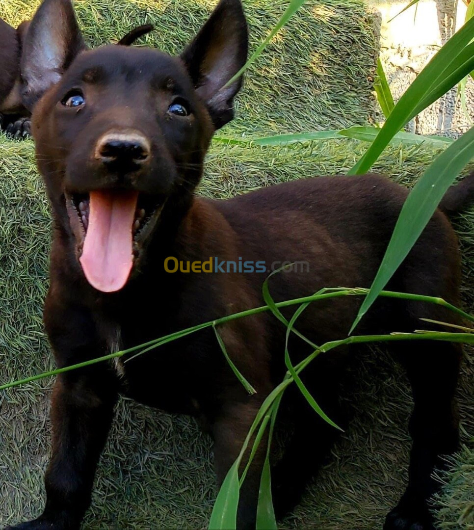 Chiot malinois 