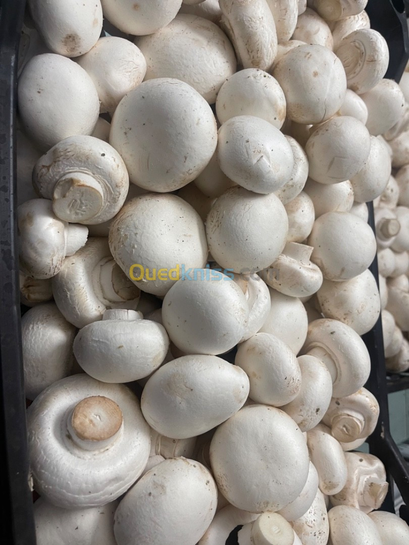 Champignons frais فطر