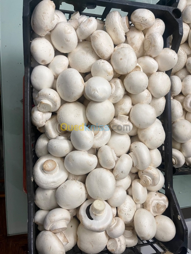 Champignons frais فطر