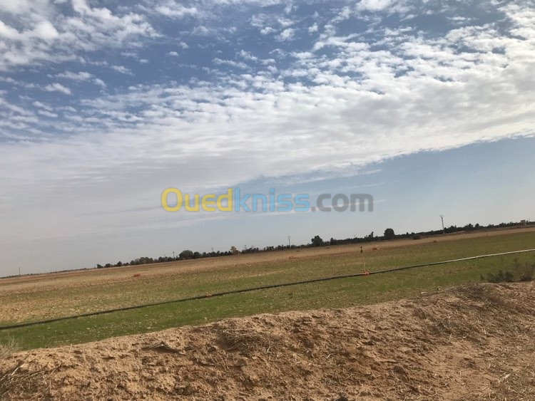 Vente Terrain Agricole El Oued Beni guecha