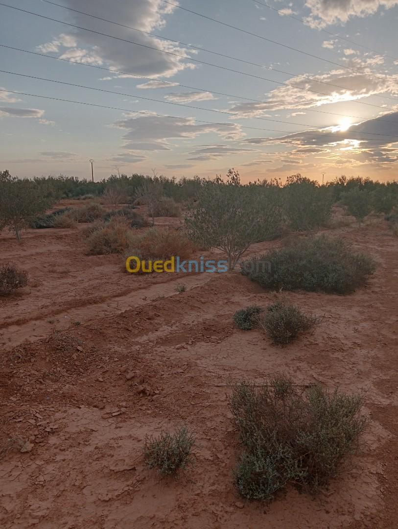 Vente Terrain Agricole Biskra Oumache