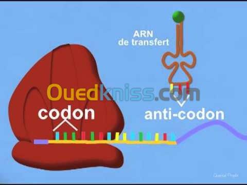 cours de  science 