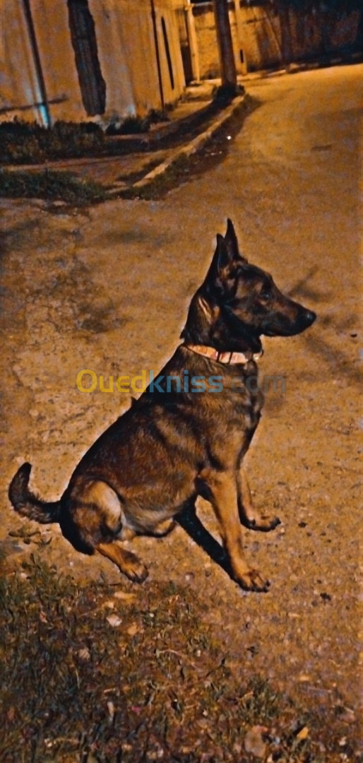 Des chiots malinois à vendre 