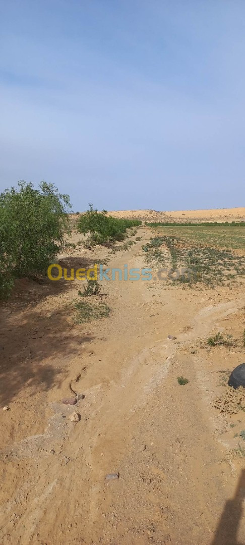 Vente Terrain Laghouat Tadjemout