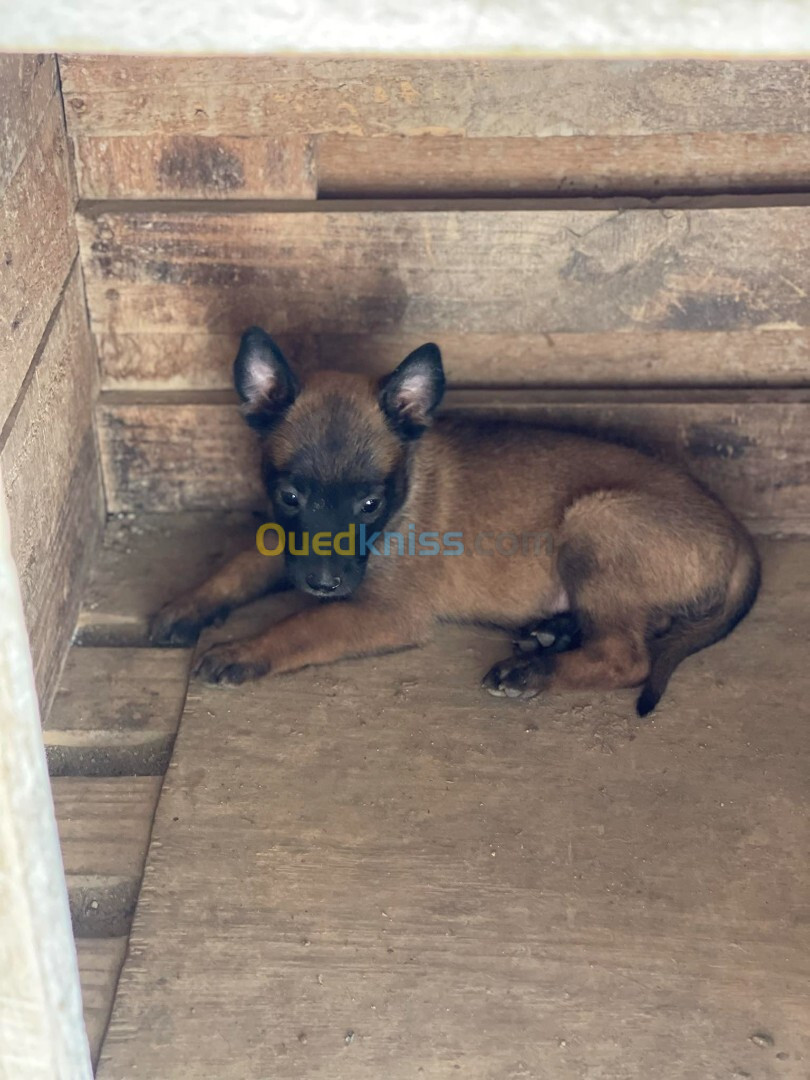 Des chiots malinois Pure Race andhom 27 jr 