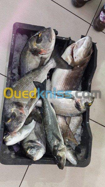 Export et Import des poissons