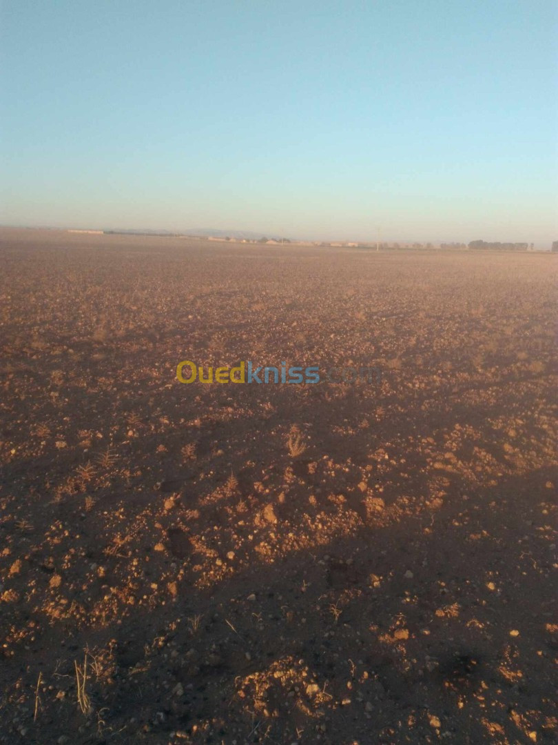 Vente Terrain Agricole Djelfa Birine