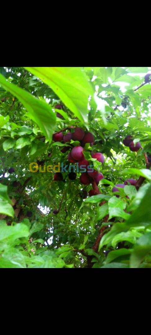 Vente Terrain Agricole Tlemcen Sidi abdelli