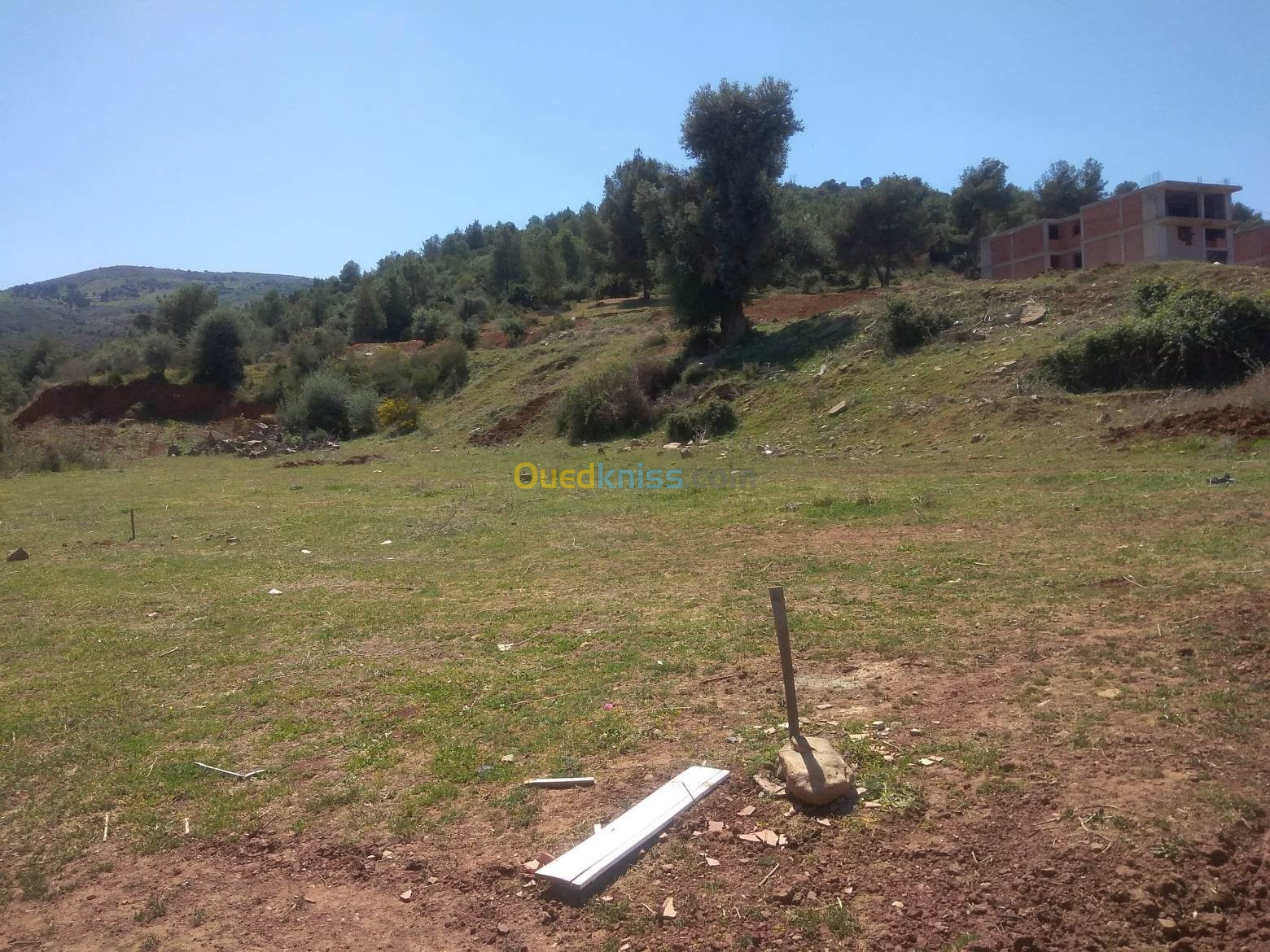 Vente Terrain Blida Chebli