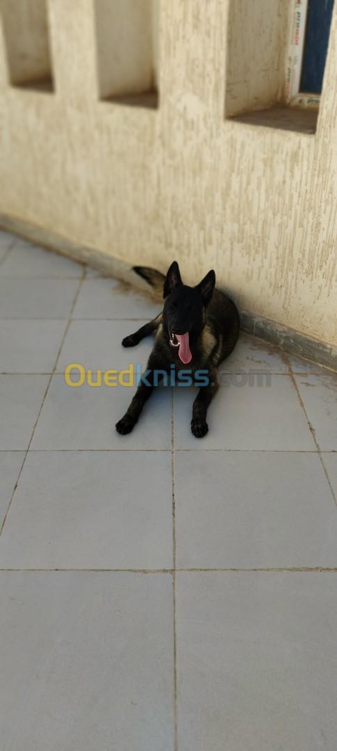 Chien femele malinois 9mois mdrisi mrigla