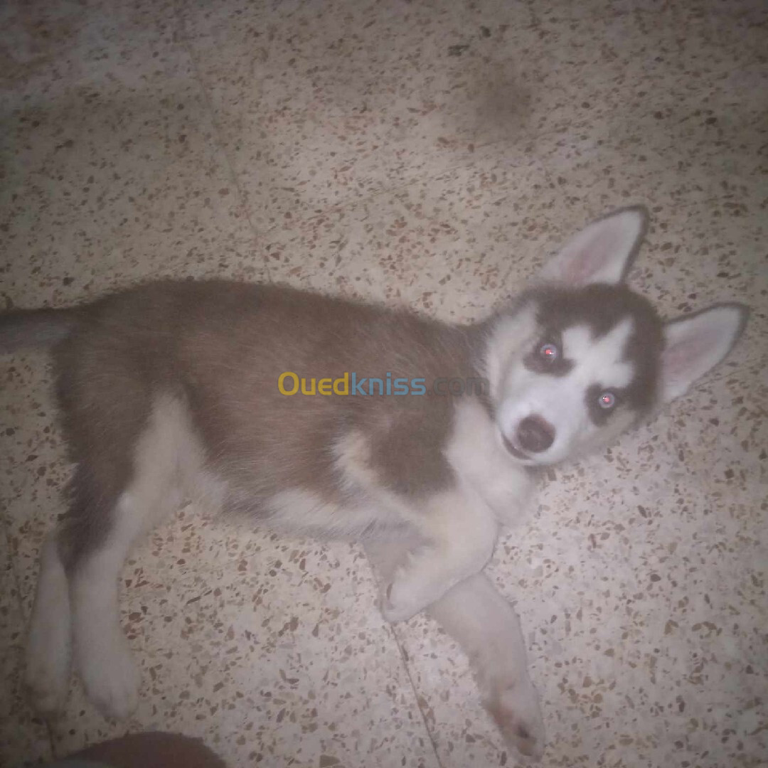 Husky des yeux blue