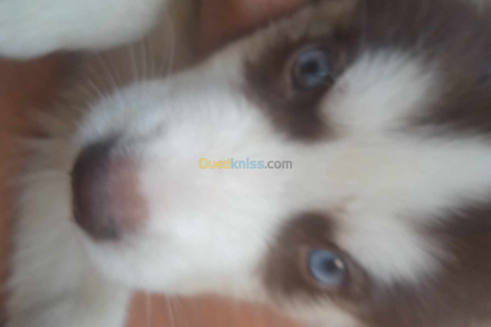 Husky des yeux blue