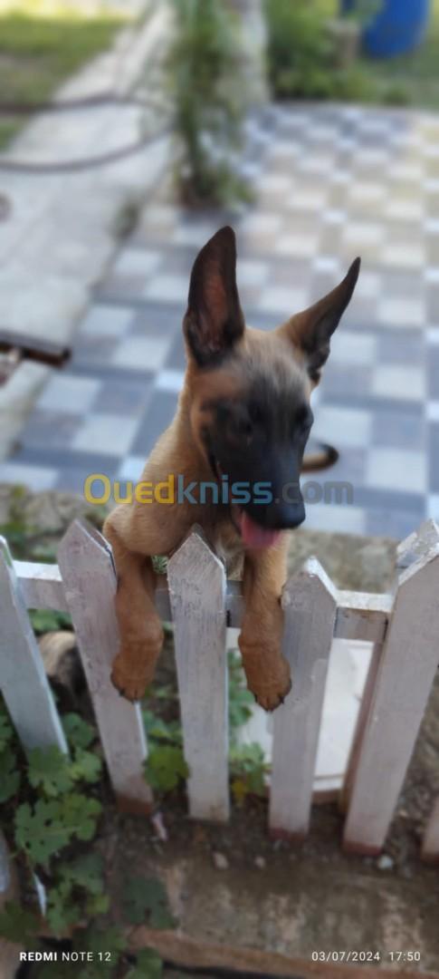 chiot Malinois