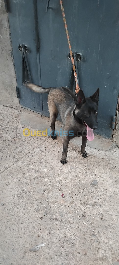 Chien femele malinois 9mois mdrisi mrigla