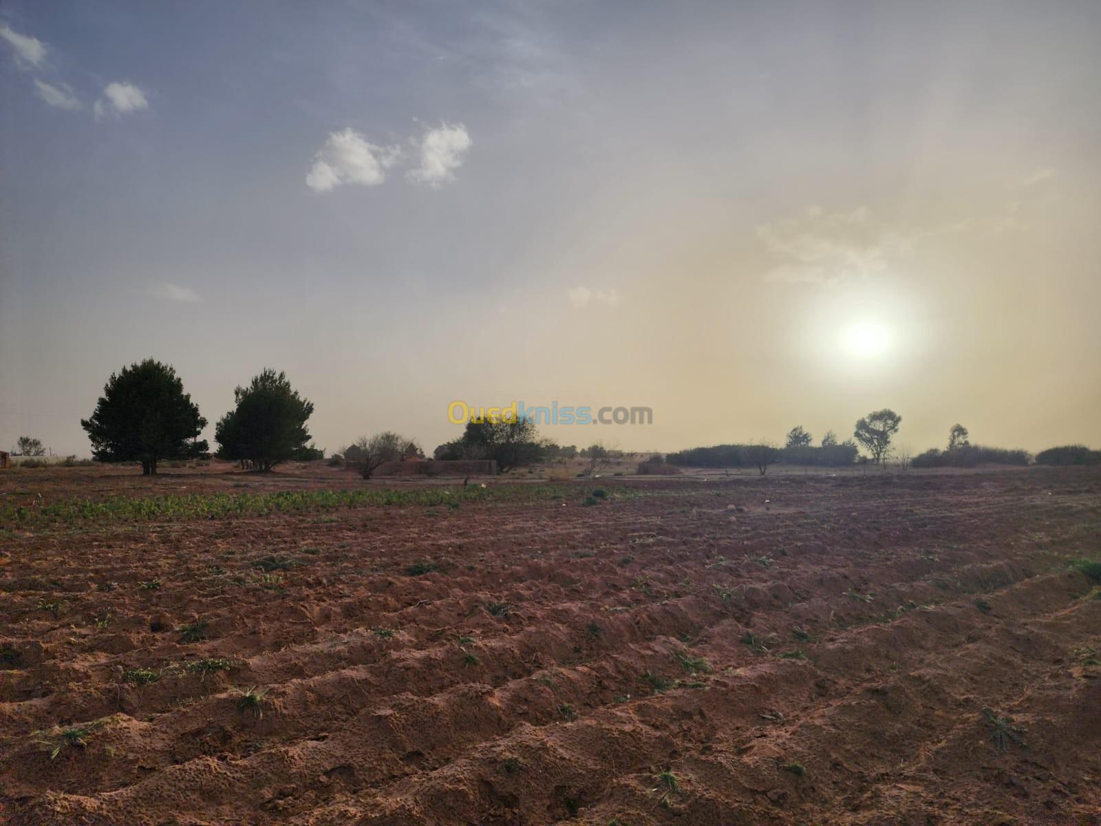 Vente Terrain Agricole Djelfa El idrissa