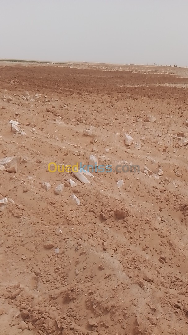 Vente Terrain Agricole Biskra Tolga