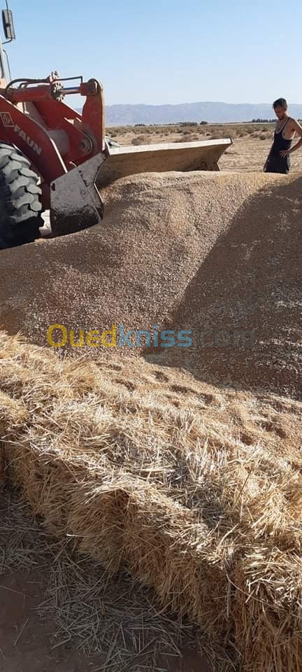 Vente Terrain El Oued Beni guecha