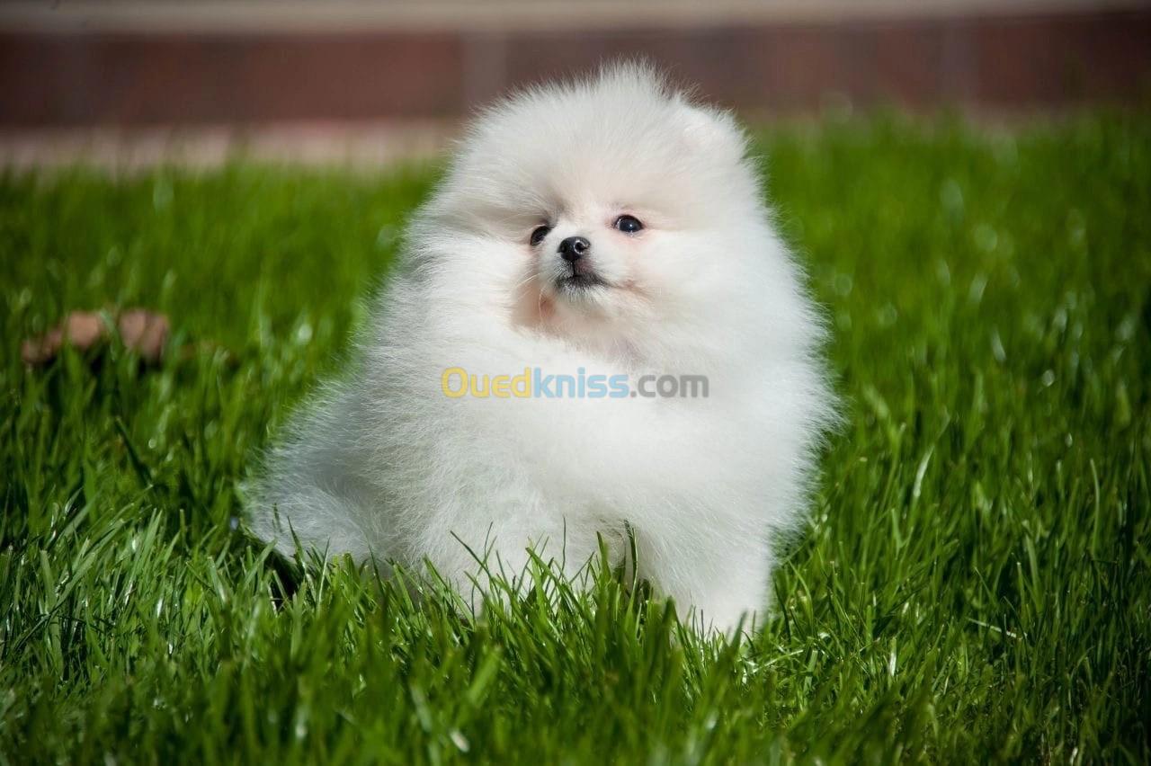 Pomeranian Spitz 