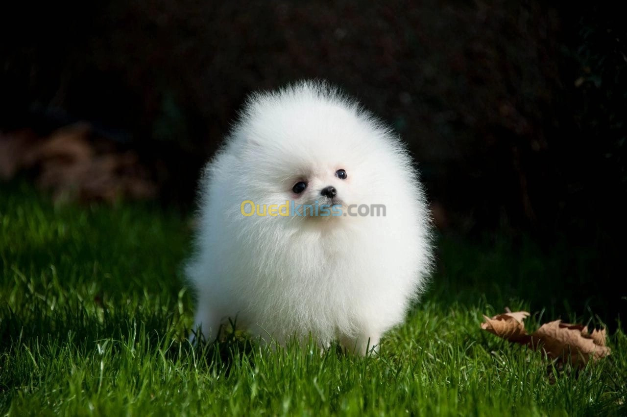 Pomeranian Spitz 