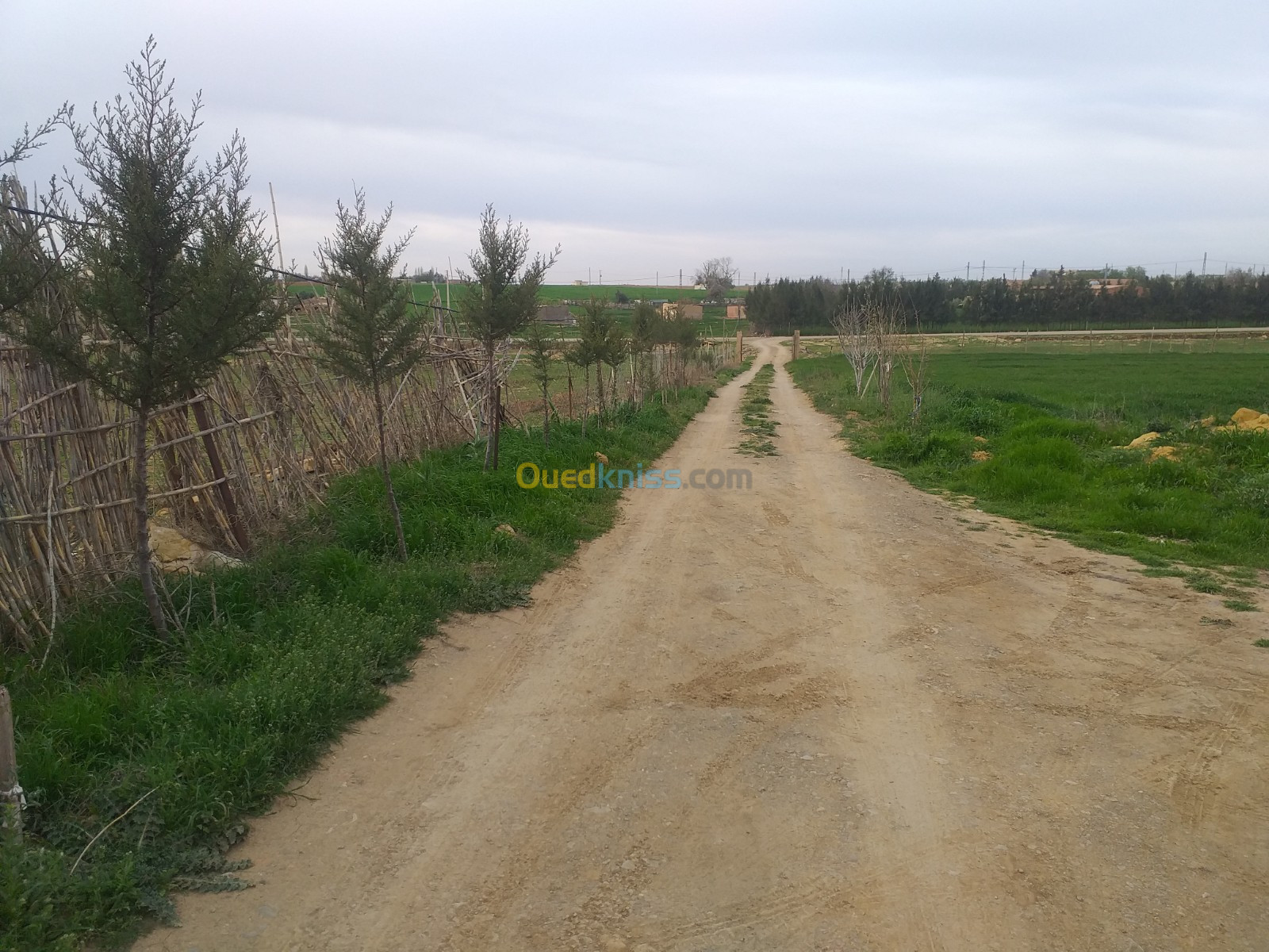 Vente Terrain Agricole Tiaret Dahmouni