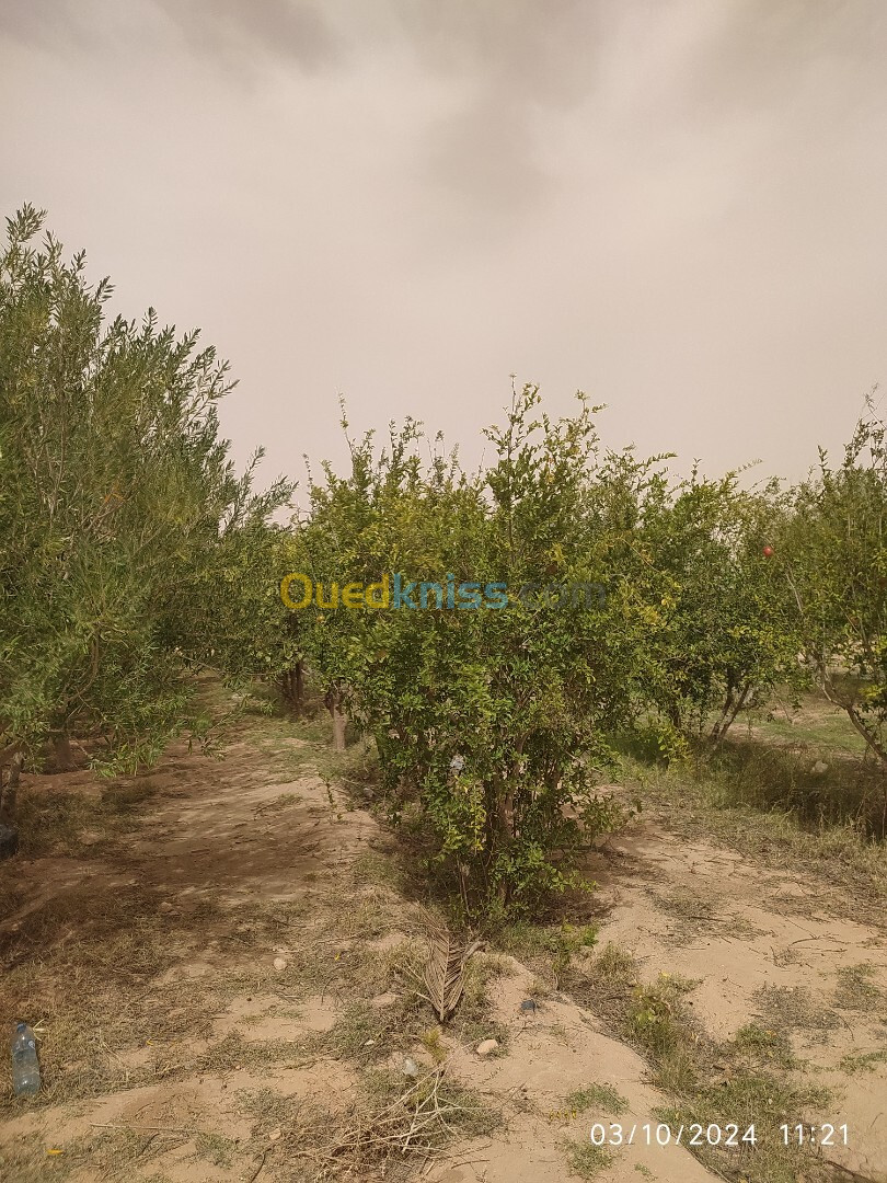 Vente Terrain Agricole Ouled Djellal Besbes