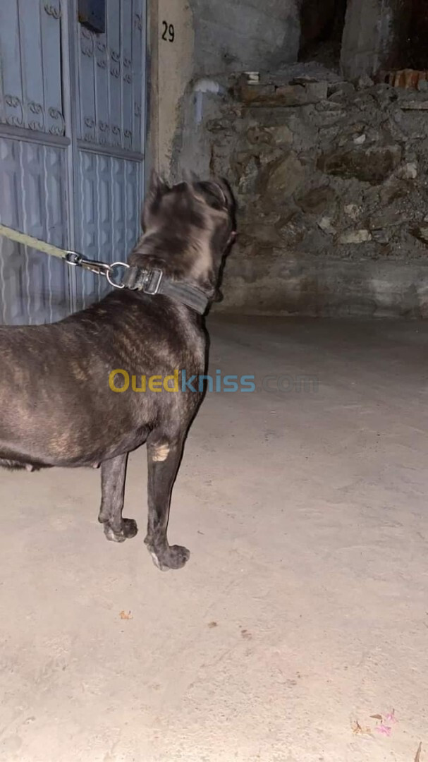 Cane corso femelle 18 mois avec papier a Annaba. 