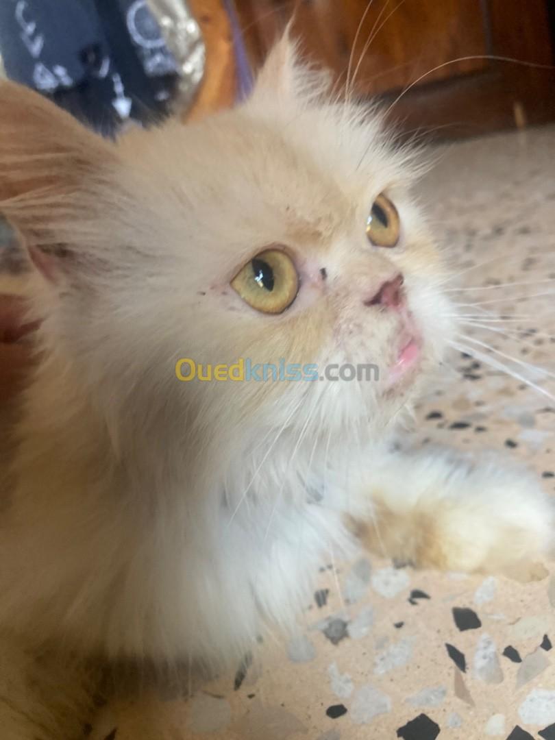 Chat persan himalayen peke faced