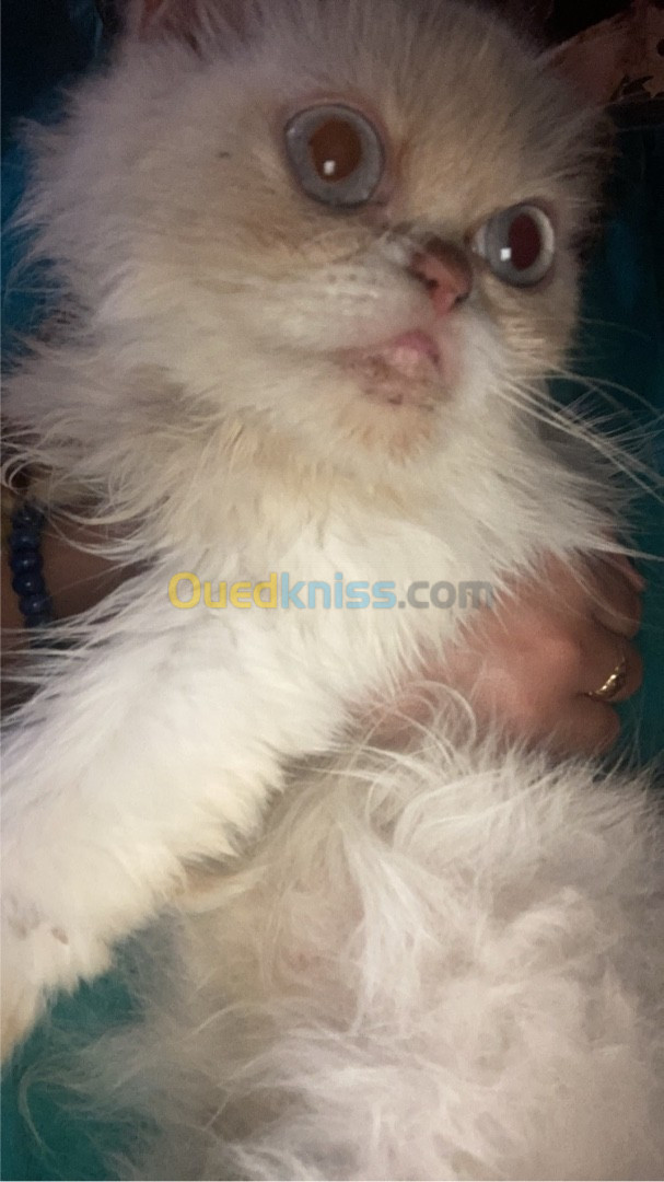 Chat persan himalayen peke faced