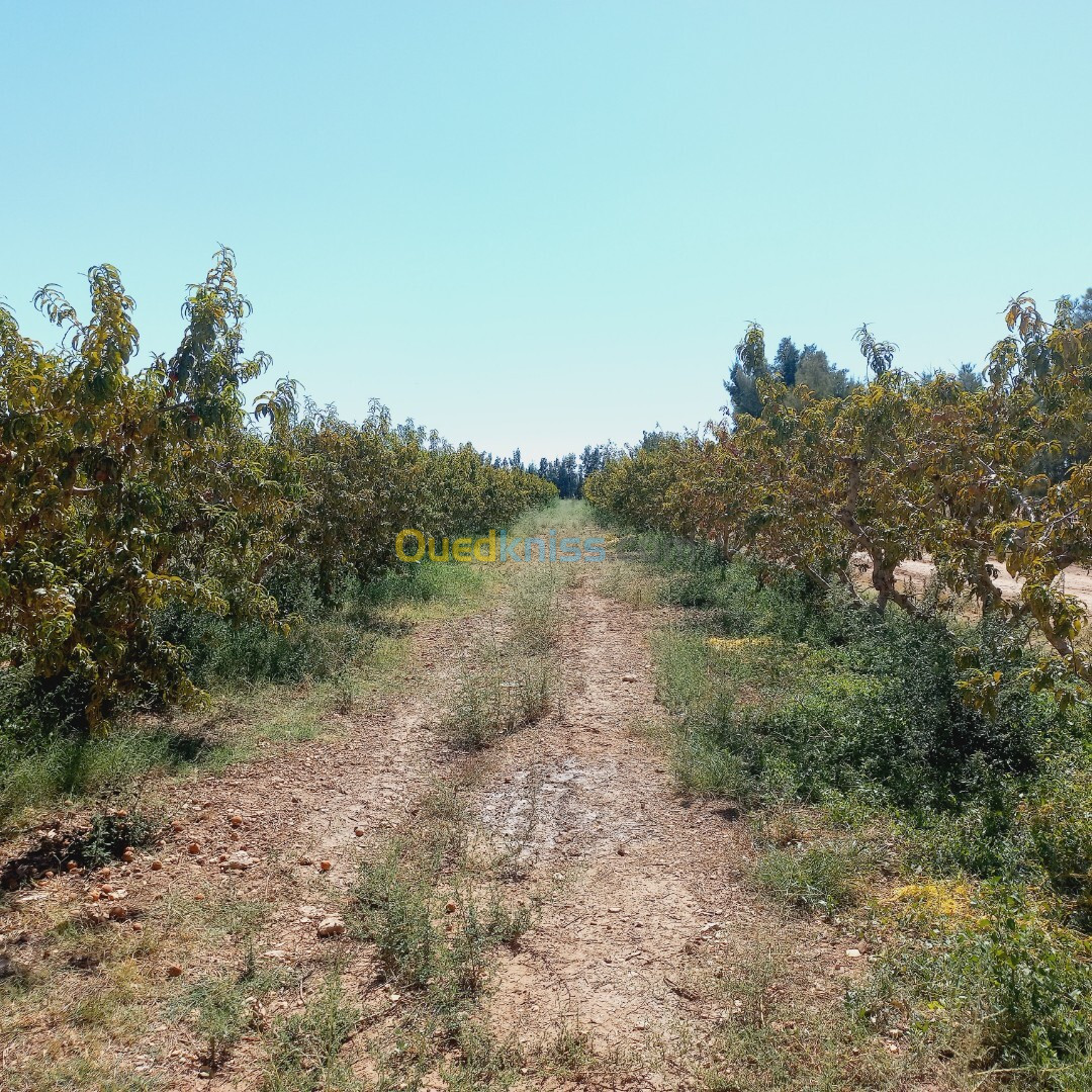 Vente Terrain Agricole Djelfa Ain oussara