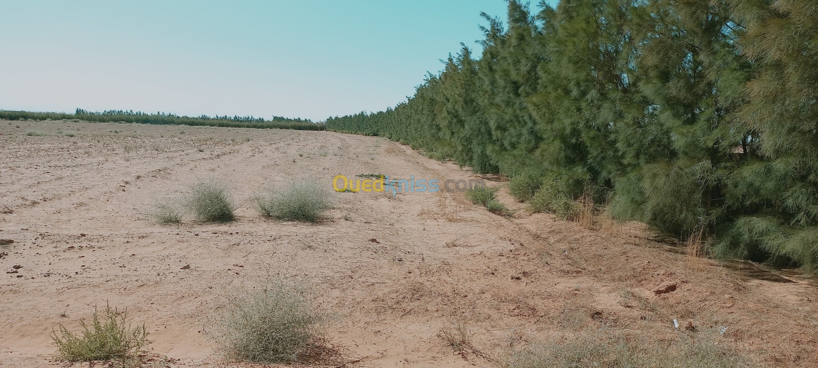 Vente Terrain Agricole Djelfa Hassi bahbah