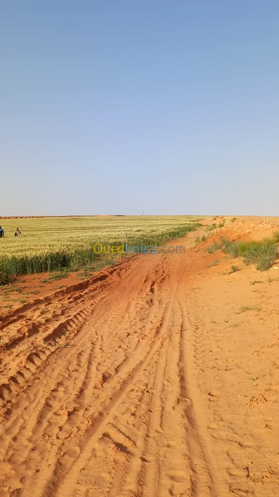 Vente Terrain Agricole Djelfa Djelfa