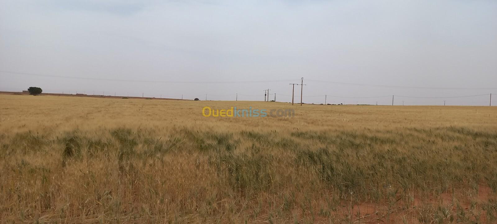 Vente Terrain Agricole Djelfa Birine