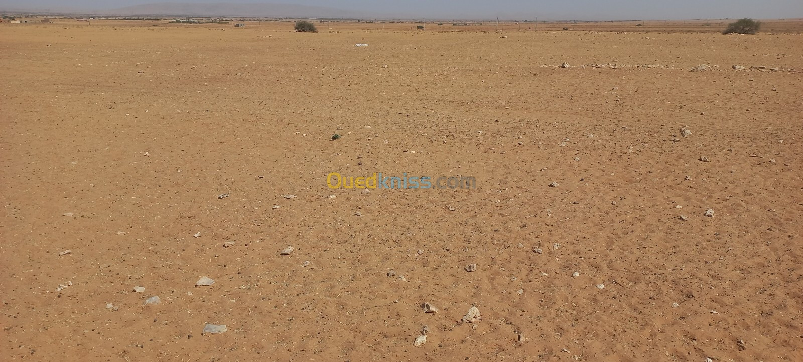 Vente Terrain Agricole Djelfa Djelfa